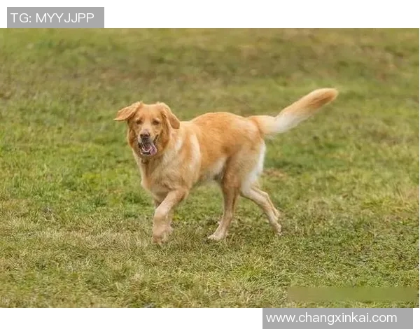 你不知道的伤病名单：十大冷知识大揭秘
